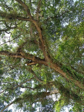 Ağaç dalları yukarı bakıyor..