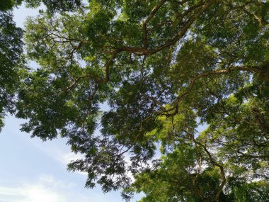 Ağaç dalları yukarı bakıyor..