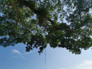 Ağaç dalları yukarı bakıyor..