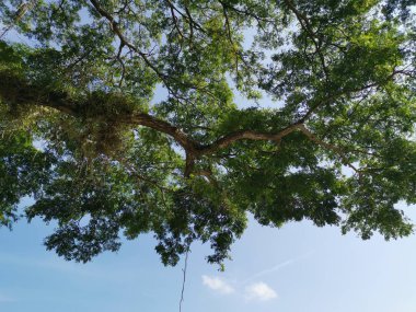 Ağaç dalları yukarı bakıyor..