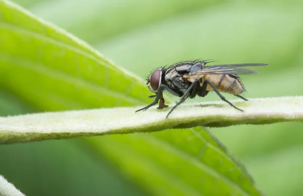 Vahşi Bahçe Küçük Uçan Böcekler Baş Belaları — Stok fotoğraf