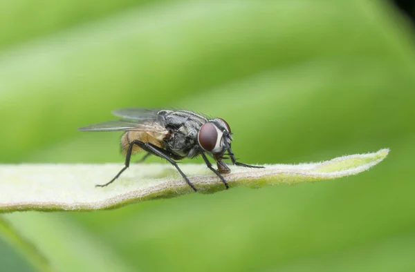 Jardín Salvaje Pequeño Insecto Volador Plaga — Foto de Stock