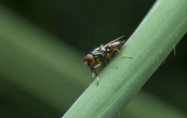 Jardín Salvaje Pequeño Insecto Volador Plaga —  Fotos de Stock