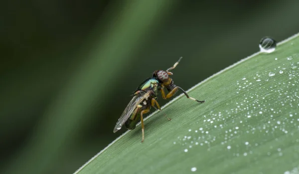 Wild garden small flying insect or pest.