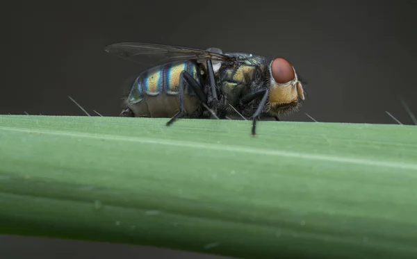 Wildgarten Kleines Fliegendes Insekt Oder Schädling — Stockfoto