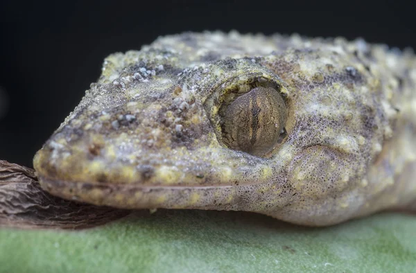 Gros Plan Lézard Gecko Sauvage — Photo