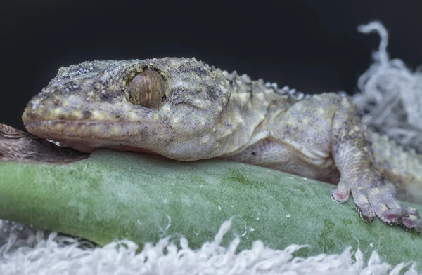 Close Shot Van Wilde Gecko Hagedis — Stockfoto