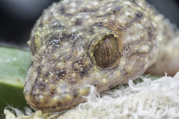 Gros Plan Lézard Gecko Sauvage — Photo