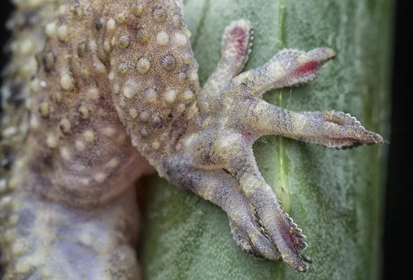 Closeup Shot Wild Gecko Lizard — Stock Photo, Image