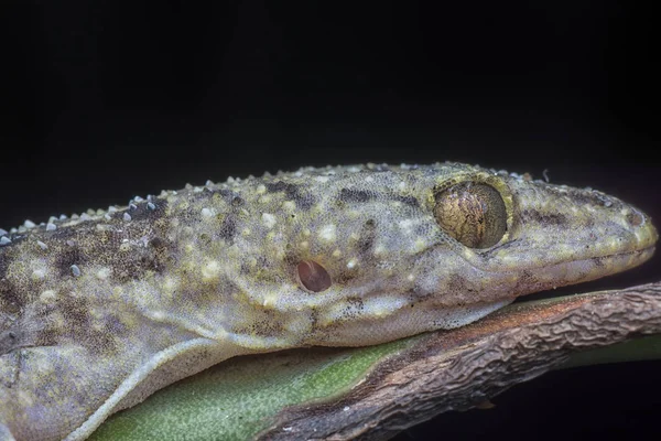 Gros Plan Lézard Gecko Sauvage — Photo