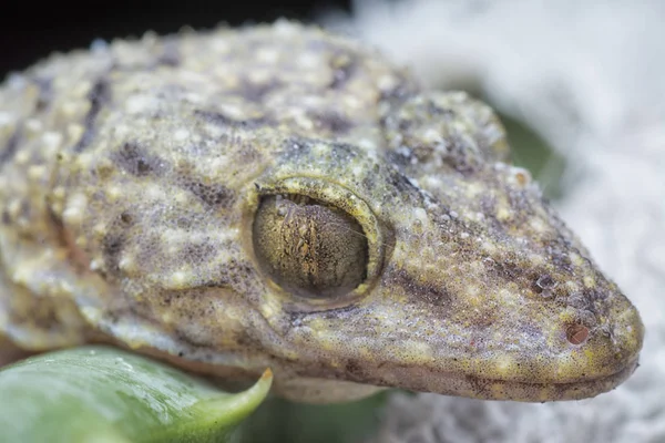 Closeup Shot Wild Gecko Lizard — Stock Photo, Image