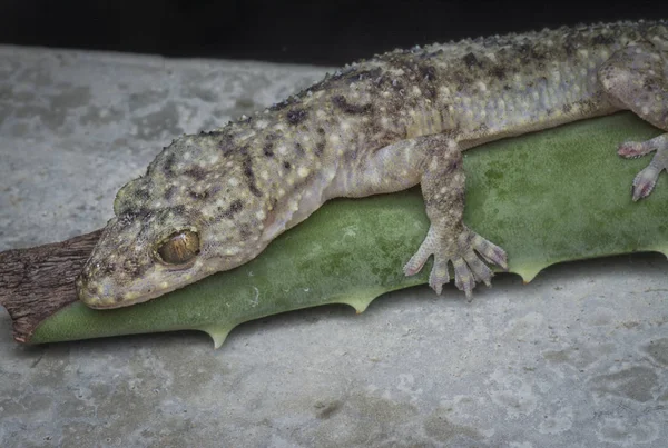 Close Shot Van Wilde Gecko Hagedis — Stockfoto