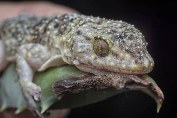 Detailní Záběr Divoké Ještěrky Gecko — Stock fotografie