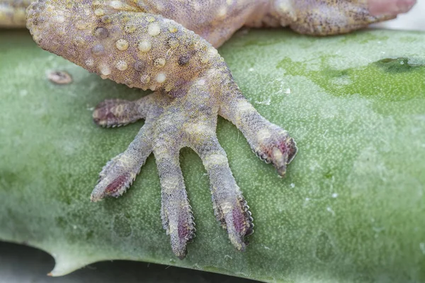 Gros Plan Lézard Gecko Sauvage — Photo