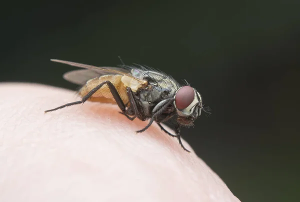 Vild Trädgård Liten Flygande Insekt Eller Skadegörare — Stockfoto