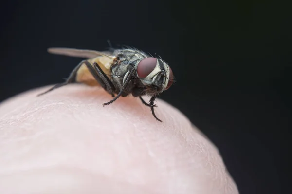 Wild garden small flying insect or pest.