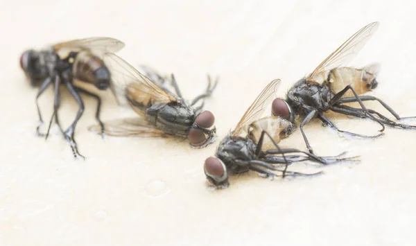 Jardin Sauvage Petit Insecte Volant Ravageur — Photo