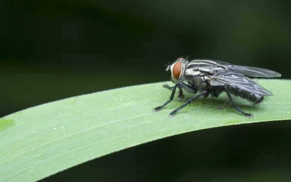 Vahşi Bahçe Küçük Uçan Böcekler Baş Belaları — Stok fotoğraf