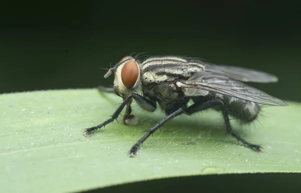 Jardín Salvaje Pequeño Insecto Volador Plaga —  Fotos de Stock