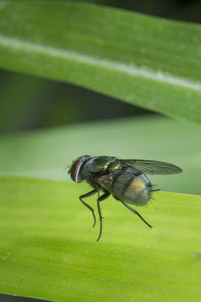 Wildgarten Kleines Fliegendes Insekt Oder Schädling — Stockfoto