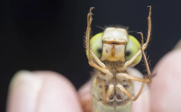 Nahaufnahme Einer Weiblichen Libelle — Stockfoto