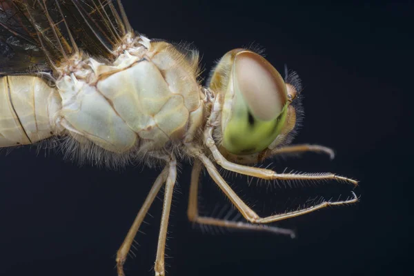 Closeup Shot Female Dragonfly — Stock Photo, Image