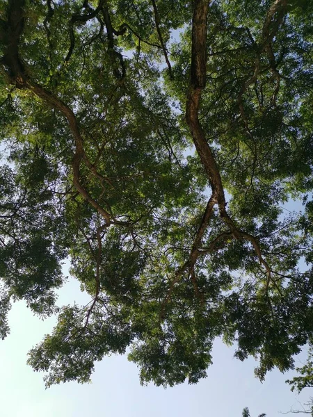 Regardant Vers Haut Les Branches Des Feuilles Arbre — Photo