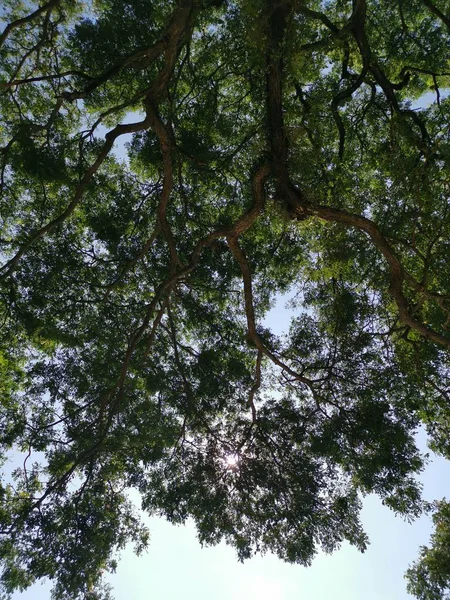 Olhando Para Cima Ramos Das Folhas Das Árvores — Fotografia de Stock