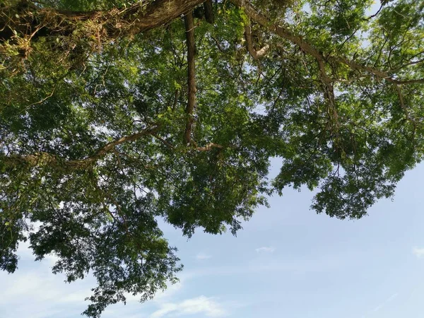 Blick Nach Oben Auf Die Äste Der Baumblätter — Stockfoto