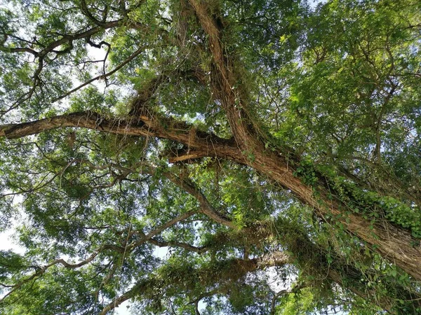 Olhando Para Cima Ramos Das Folhas Das Árvores — Fotografia de Stock