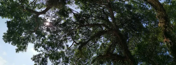 Mirando Hacia Arriba Las Ramas Las Hojas Los Árboles — Foto de Stock