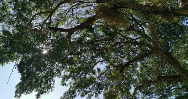 Při Pohledu Vzhůru Větvemi Stromů — Stock fotografie