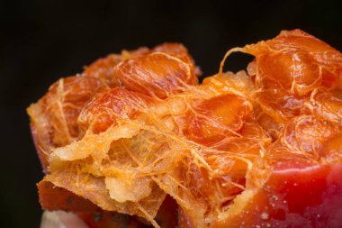 Olgunlaşmış solena amplexicaulis