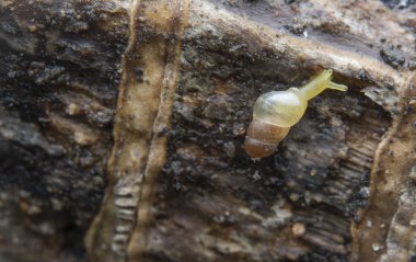 Opeas pyrgula awisnail ile yakın plan.