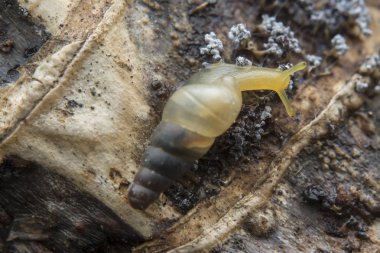 Opeas pyrgula awisnail ile yakın plan.