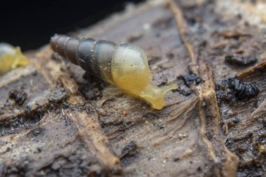 Opeas pyrgula awisnail ile yakın plan.