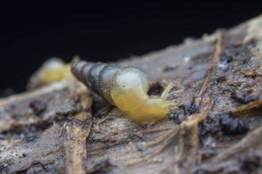 Opeas pyrgula awisnail ile yakın plan.