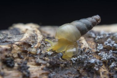 Opeas pyrgula awisnail ile yakın plan.