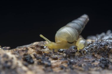 Opeas pyrgula awisnail ile yakın plan.