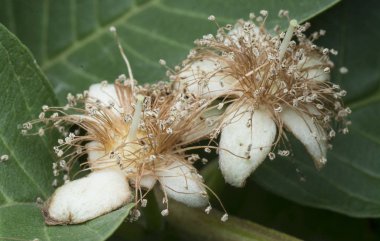 beyaz guava meyve çiçeği