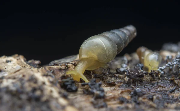 Närbild Med Opéer Pyrgula Awisnail — Stockfoto