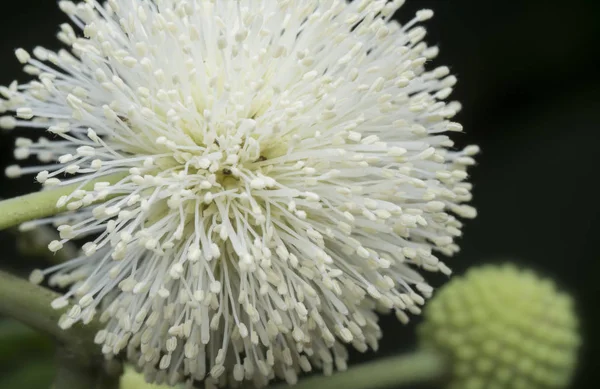 Closeup White Buttonbush Flower — Stock Photo, Image