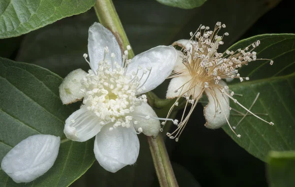 White Guava Fruit Flower — Stock Photo, Image