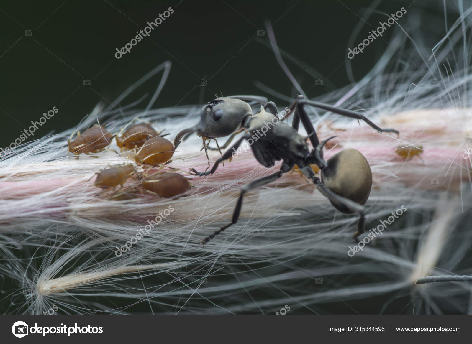 Polyrhachis Dives Ants Feeding Aphids Stock Photo by ©sweemingyoung