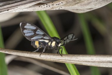 Turuncu benekli kaplan güvesine yakın çekim