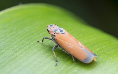 tiny orange leaf or planthopper
