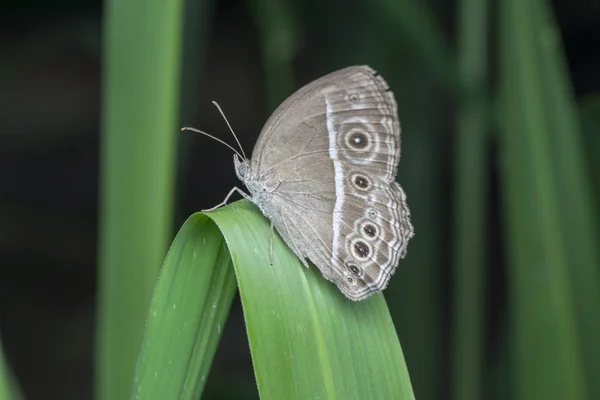 Gros Plan Chilades Lycaenidae — Photo