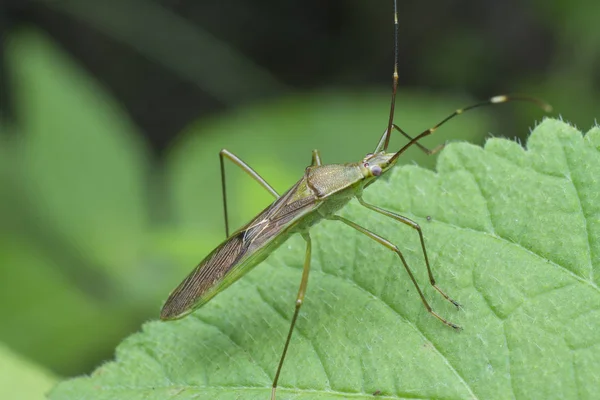 Yeşil Pirinç Kulaklı Böceğin Yakın Plan Çekimi — Stok fotoğraf