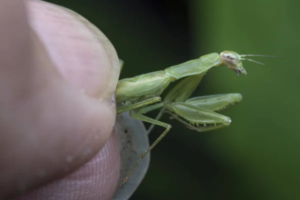 小さな緑の赤ちゃんやニンフの祈りのカマキリ — ストック写真