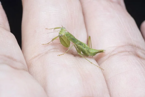 Minuscule Bébé Vert Nymphe Priant Mantis — Photo